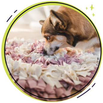 alfombra olfativa para perros casera.jpg
